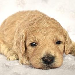 Bree - Apricot female Goldendoodle puppy in Macedon, New York from Toodles Goldendoodles