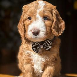 Black-nibbles - Red male Bernedoodle puppy in Yuciapa, California from AlltheDoodlez_