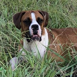 Kimber - Boxer