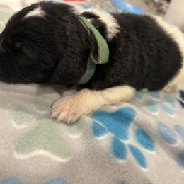 Goldendoodle and Poodle Puppies from Southern Stroll Poodles & Doodles