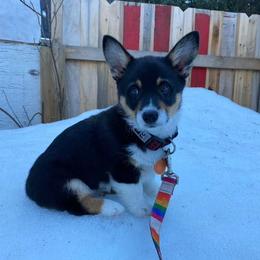 Pembroke Welsh Corgi Puppies from Rocking LJ Breeding