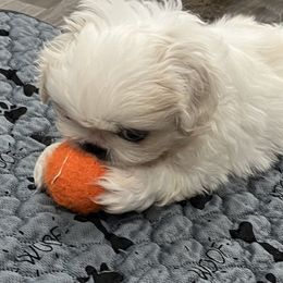 Full AKC - Tinsley - Cream female Pekingese puppy in Pennsylvania from Triple I Pekes