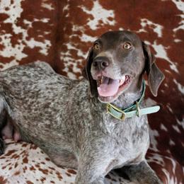 Wren - German Shorthaired Pointer