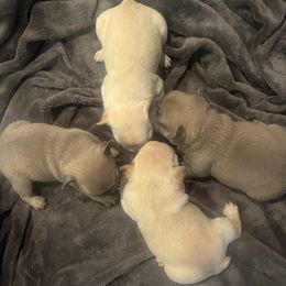 French Bulldog puppies from Top Notch Frenchies