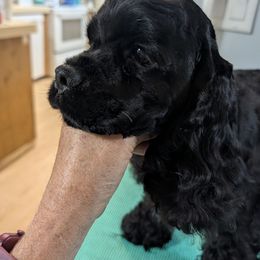 Malcom - Black male Cocker Spaniel puppy in Hernando, Florida from Blackwater Kennel