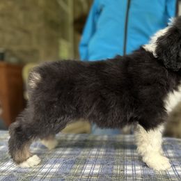 Blue-collar boy - Bearded Collie puppy in Lansdowne, Pennsylvania from Beloved Bearded & Border Collies
