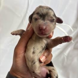 Glitter - Dapple female Dachshund puppy in Orem, Utah from Miekca’s Dachshunds