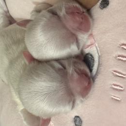 Shih Tzu puppies from Friends4everkennel LLC