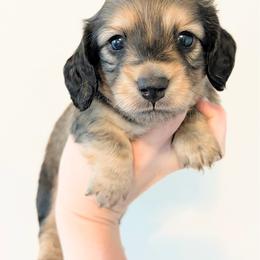 Whiskey 3750 - Cream male Dachshund puppy in Sylvania, Alabama from Yancey’s Doxies