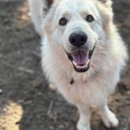 Hades - White male German Shepherd puppy in Perrysburg, Ohio from Fancy GSDs
