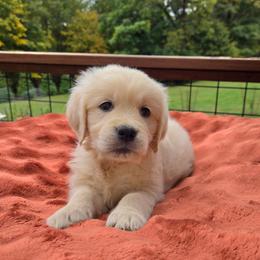 Purple - Light golden female Golden Retriever puppy in Pembroke, Virginia from Springhouse Farms