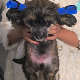 Aphrodite - Sable female Chinese Crested puppy in San Antonio, Texas from Sugar's Royal Cresteds
