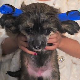 Aphrodite - Sable female Chinese Crested puppy in San Antonio, Texas from Sugar's Royal Cresteds