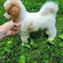 Walder - Parti male Poodle puppy in Montrose, Pennsylvania from Tales Of Joy
