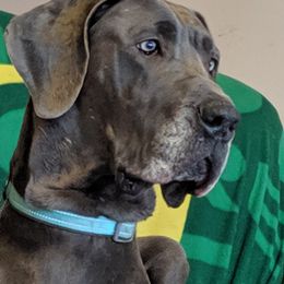 Great Dane Puppies from Lil Dane Loves
