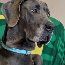 Great Dane Puppies from Lil Dane Loves