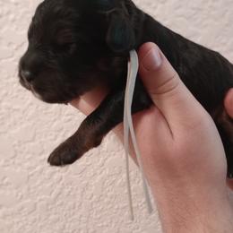 Sage - Black and tan male Cavapoo puppy in Fairfield, Illinois from Positively Doodles