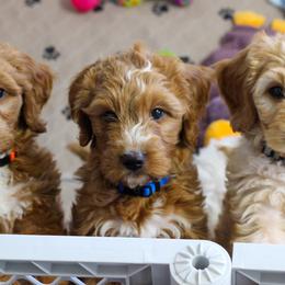 Goldendoodle Puppies from Cherry Lane Farm