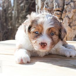 Miniature Australian Shepherd Puppies from Yarborough Kennels