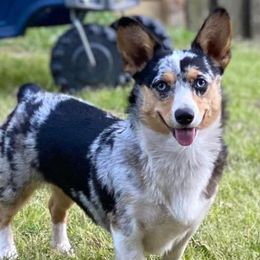 American Corgis from Herd Immunity American Corgi’s