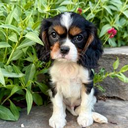 Charlie - Chocolate Gene - Tri-color male Cavalier King Charles Spaniel puppy in Draper, Utah from Peaks Pups & Cavachon Love Chocolate Cavaliers, Cavaliers, Cavachon’s, Cavapoos & Havanese