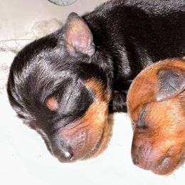 Gabriel - Black and rust Miniature Pinscher puppy in Granby, Connecticut from Cross Bay Labradors