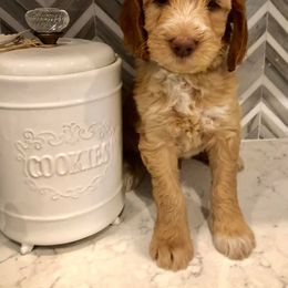 Australian Labradoodle Puppies from Love My Labradoodles