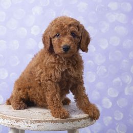 Orange - Red  Poodle puppy in Tompkinsville, Kentucky from Dog E Stylz Breeding