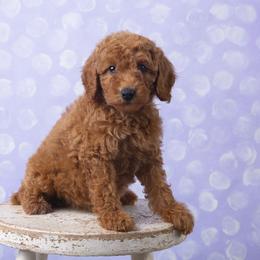 Orange - Red  Poodle puppy in Tompkinsville, Kentucky from Dog E Stylz Breeding
