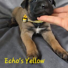 Echo's Yellow - Mahogany female Belgian Malinois puppy in Berry, Alabama from North River k9