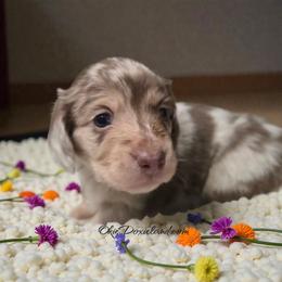 Bingo - Chocolate and cream male Dachshund puppy in Oklahoma City, Oklahoma from OkieDoxieland Dachshunds