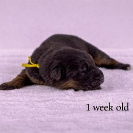 Yellow collar - Black and red male German Shepherd puppy in Plumas Lake, California from Zwinger Vom Greifjäger