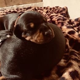 Doberman Pinscher Puppies from European Dobermans by Diana