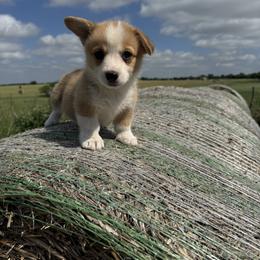 Bunny - White and red female Pembroke Welsh Corgi puppy in Godley, Texas from Bradley Kennels