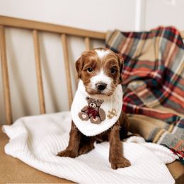 Timeless - RL Christmas - Red  male Goldendoodle puppy in Syracuse, Indiana from The Doodle Cove