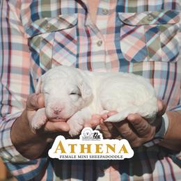 Athena - White female Sheepadoodle puppy in Cleveland, Tennessee from Narrow Path Old English & Sheepadoodles