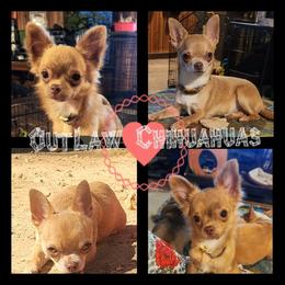 Chihuahua puppies from OutLaw Chihuahua's
