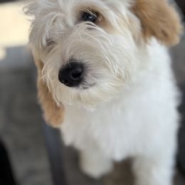 Girl 2 - Parti Goldendoodle puppy in Winston Salem, North Carolina from Summer Breeze Doodles
