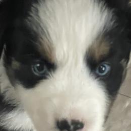 Hershey - Black tri-color Australian Shepherd puppy in Martha’s Vineyard, Massachusetts from Cranberry Hill Aussies