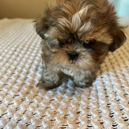 Boy 1 - Black gold and white male Shih Tzu puppy in Benbrook, Texas from Michael’s Shih Tzus