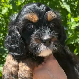 Cora - Tri-color female Cavapoo puppy in Tucson, Arizona from Adored Poodle & Doodles