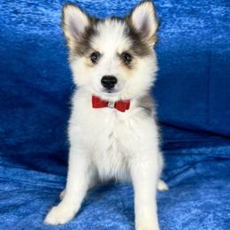 Girl 1 - Black and white female Pomsky puppy in Leesburg, Virginia from Capital Poms & Pomskies