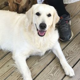 Daisy - Golden Retriever