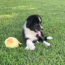 Cedar - Black and white male Border Collie puppy in Olney, Illinois from Heronwood Border Collies