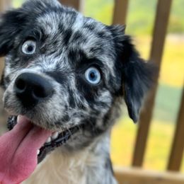 Miniature Australian Shepherds and Toy Australian Shepherds from True Spirited Aussies