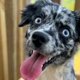 Miniature Australian Shepherds and Toy Australian Shepherds from True Spirited Aussies