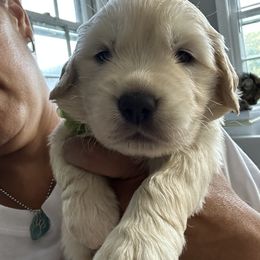 Golden Retriever Puppies from Ruff Life Goldens