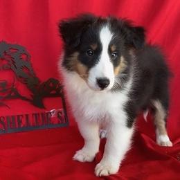 Tri Boy - Black white and tan male Shetland Sheepdog puppy in Dayton, Ohio from Buckeye Shelties