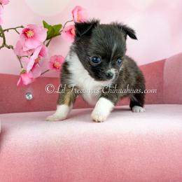 Hercules - Black and tan male Chihuahua puppy in Anderson, South Carolina from Lil Treasures Chihuahuas