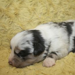 Girl 2 - Blue merle female Miniature Australian Shepherd puppy in Licking, Missouri from Burnett Aussies